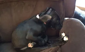 People Are Posting Hilarious Photos Of Their Great Danes, And It's Crazy How Large They Are
