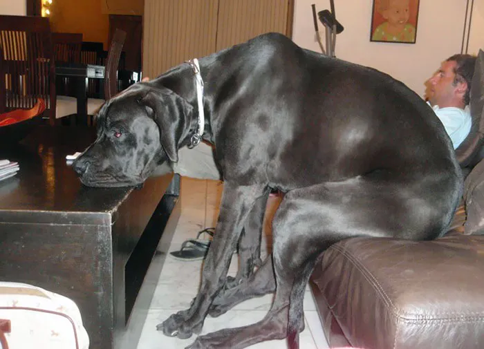 Se cree humano