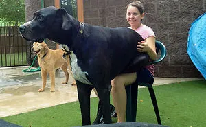 People Are Posting Hilarious Photos Of Their Great Danes, And It's Crazy How Large They Are
