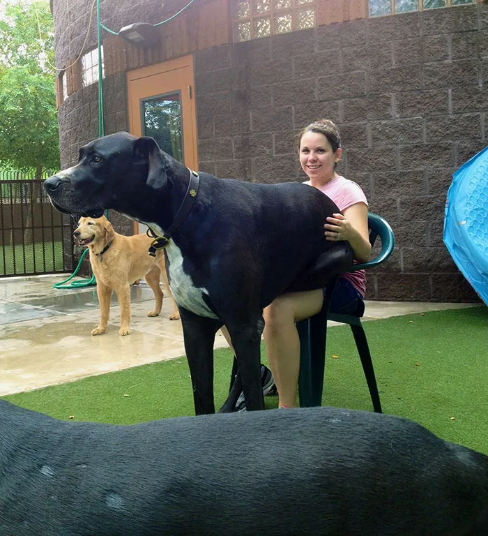 She Firmly Believes She's A Lap Dog