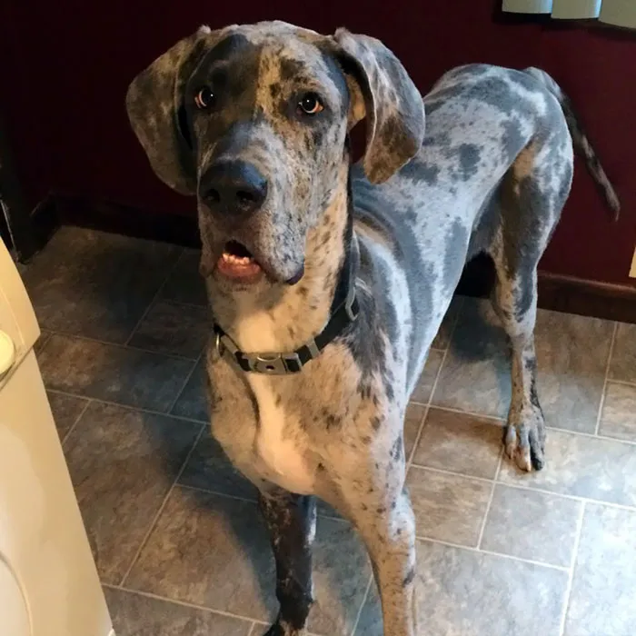 My Great Dane Puppy Makes This Face Every Time I Take Carrots Out Of The Fridge