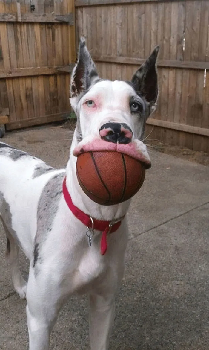 Have You Seen My Ball?