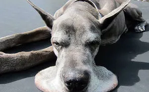 People Are Posting Hilarious Photos Of Their Great Danes, And It's Crazy How Large They Are