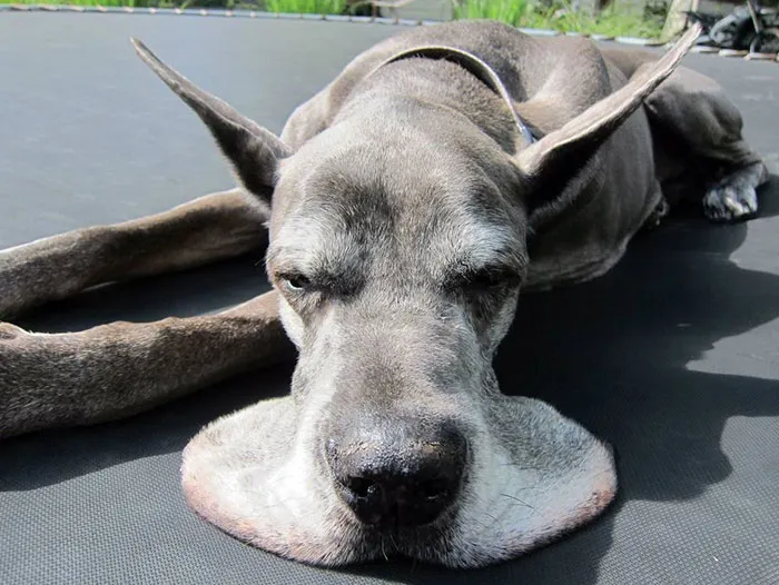 This Dog Is Turning Into A Pancake