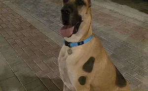 People Are Posting Hilarious Photos Of Their Great Danes, And It's Crazy How Large They Are