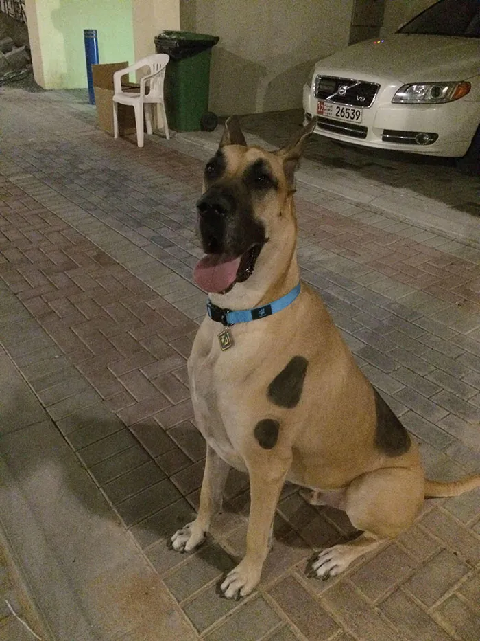 I Have The Real Scooby Doo