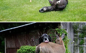 People Are Posting Hilarious Photos Of Their Great Danes, And It's Crazy How Large They Are