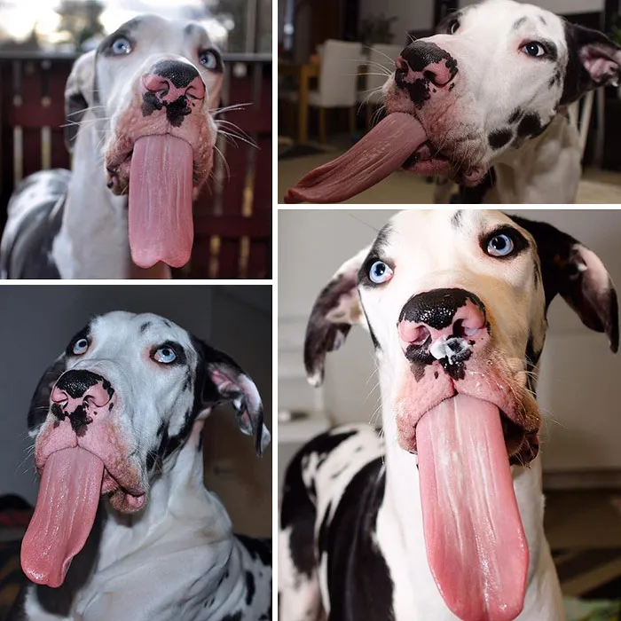 Menuda lengua