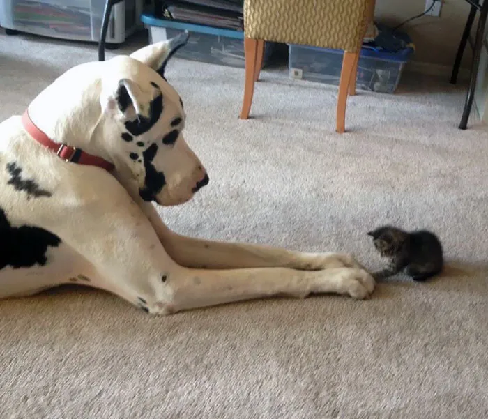 Louis Made A New Friend