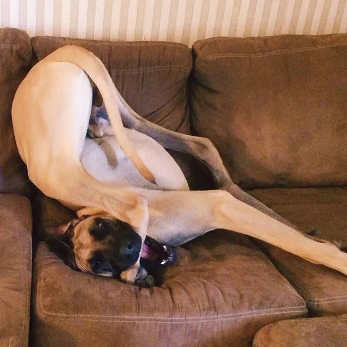 My Graceful Great Dane Hendrix
