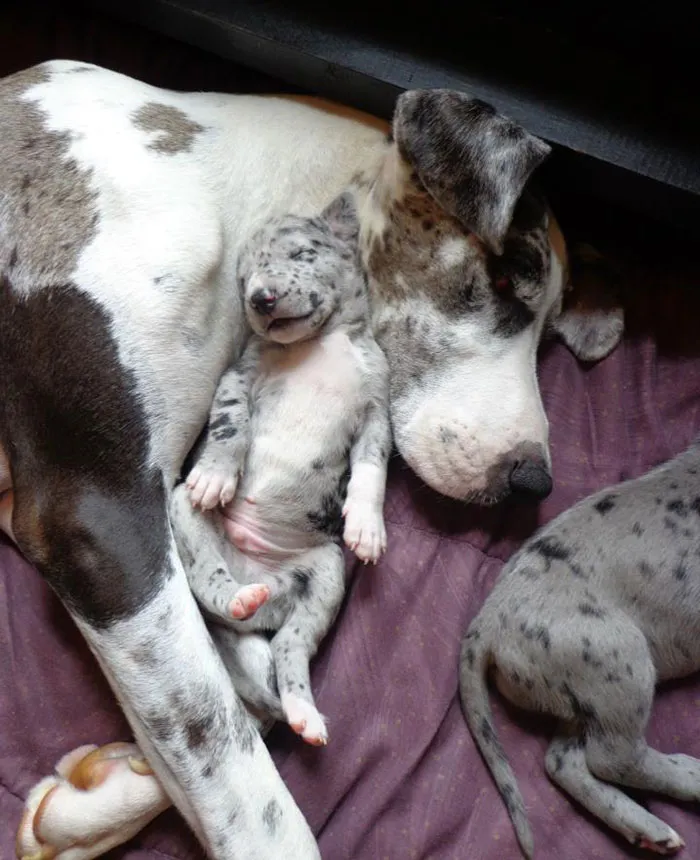 Cutest Great Dane Mom And Puppy Picture Ever