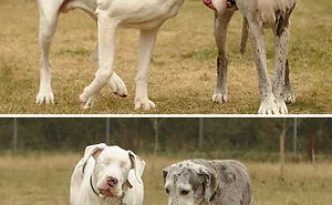 People Are Posting Hilarious Photos Of Their Great Danes, And It's Crazy How Large They Are