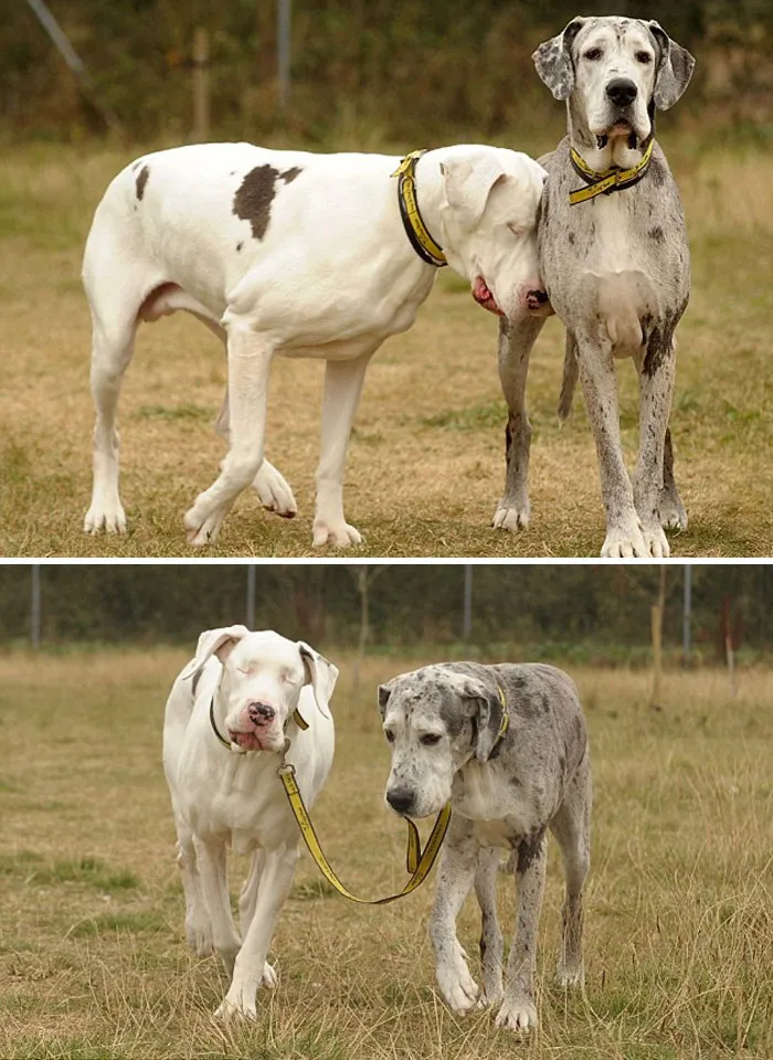Blind Great Dane Lily Has Her Own Seeing-Eye Dog  Maddison Who Takes Her For Walks