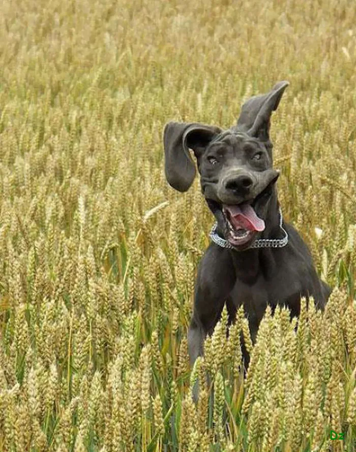 The Noble Great Dane