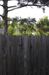 Great Dane Jumping On The Trampoline