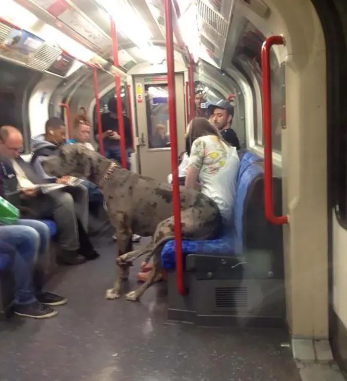Gran danés en tren