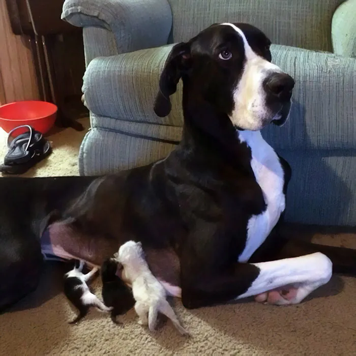 Este perro hace de papá para estos gatos abandonados