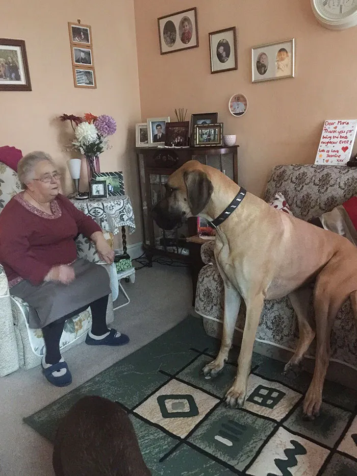 My Dane Loves Listening To My Nan's Stories