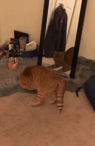 My Girlfriend’s Cat Loves Doing This Every Morning... Repeatedly