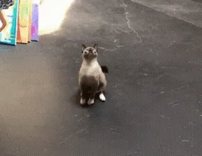 Reflexes