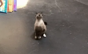 90 Idiot Cats That Will Make You Laugh Out Loud
