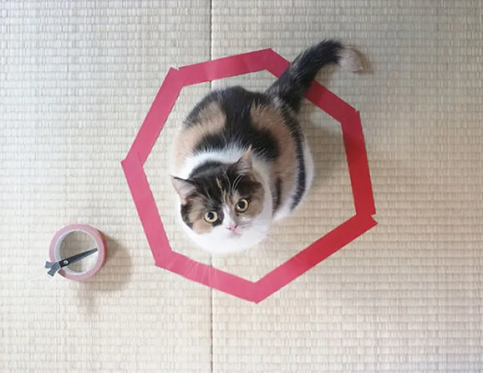 How To Trap A Cat