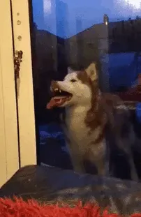 This Is How One Of My Dogs Tells Me He Wants To Come Back In