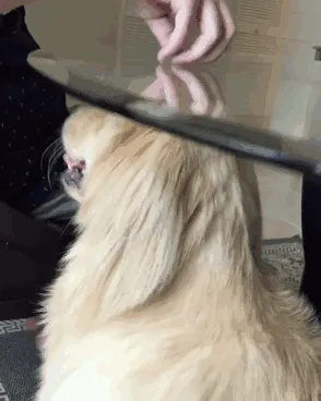 Something's Not Right Here