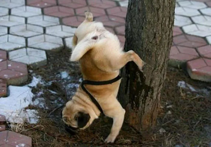 The Way It Pees
