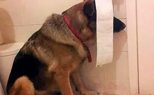 122 Idiot Dogs That Will Crack You Up