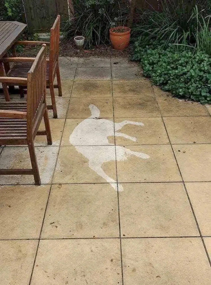 Mi perro se ha quedado dormido bajo la lluvia