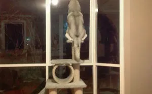 30 Hilarious Photos That Prove Huskies Are The Weirdest Dogs Ever