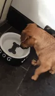Intenta coger el hueso del fondo