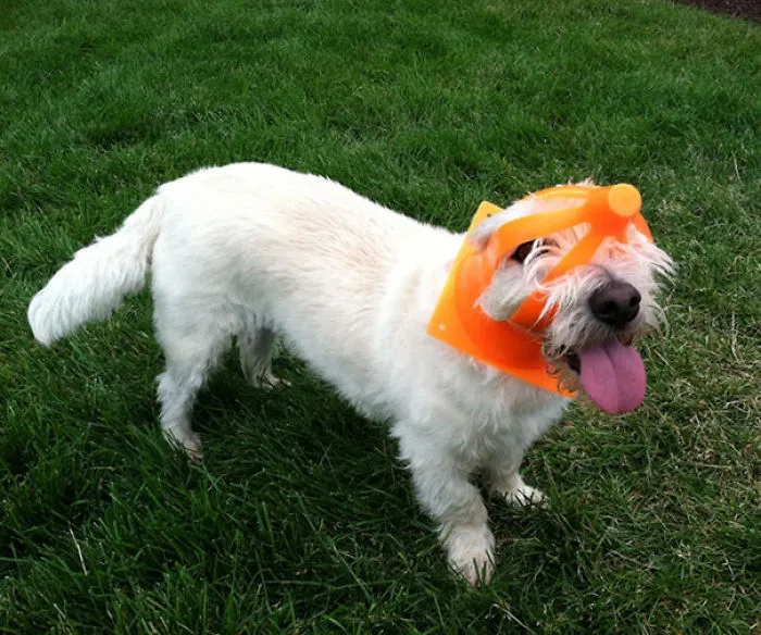 My Dog Isn't Very Bright