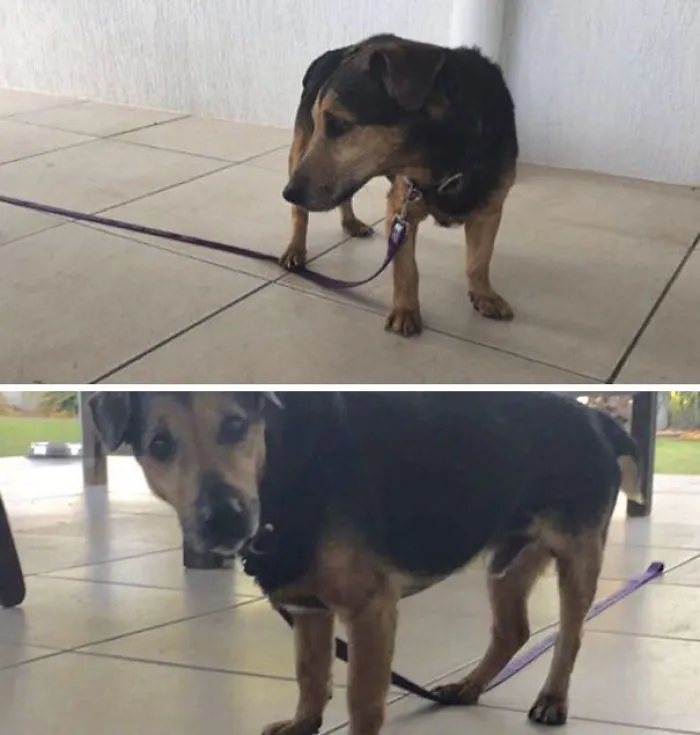 Dad Took Our Dog Archie For A Walk. When They Got Back Dad Went To Eat Breakfast. He Came Back Outside Afterwards To See Archie Was “Stuck”. His Back Foot Was On The Lead So It Strained When He Walked Forward. So He Was “Trapped”. Dad Lifted His Back Foot And Saved Him