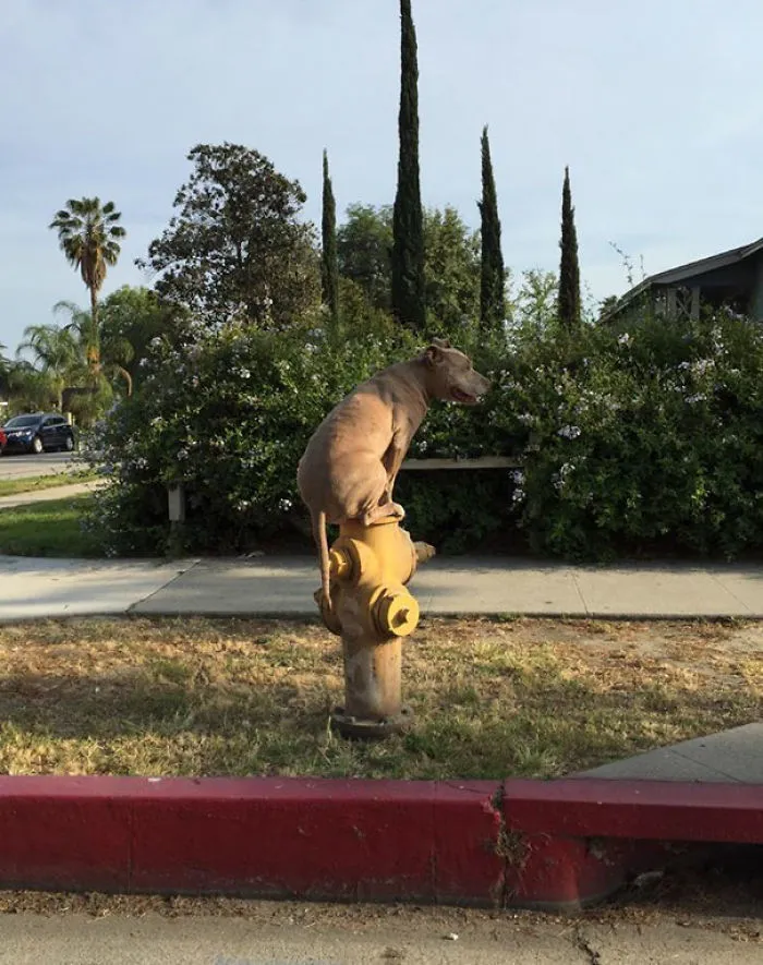 Came Home To Find My Neighbor's Dog Like This. I Don't Get It