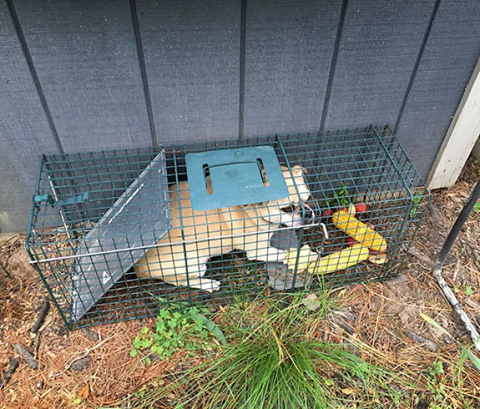 I Was Trying To Catch A Ground Hog. Caught My Neighbors Dog Instead