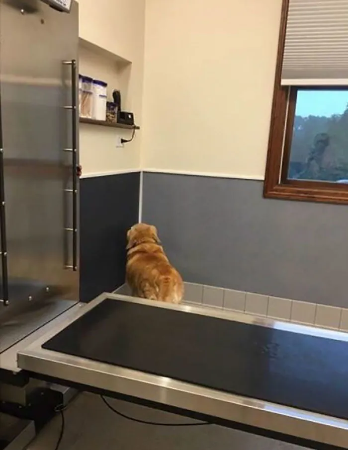 Si él no puede ver al veterinario, el veterinario no le ve a él