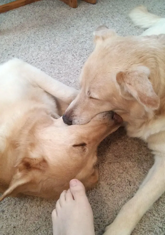 My Dogs Fell Asleep Playing With A Tennis Ball