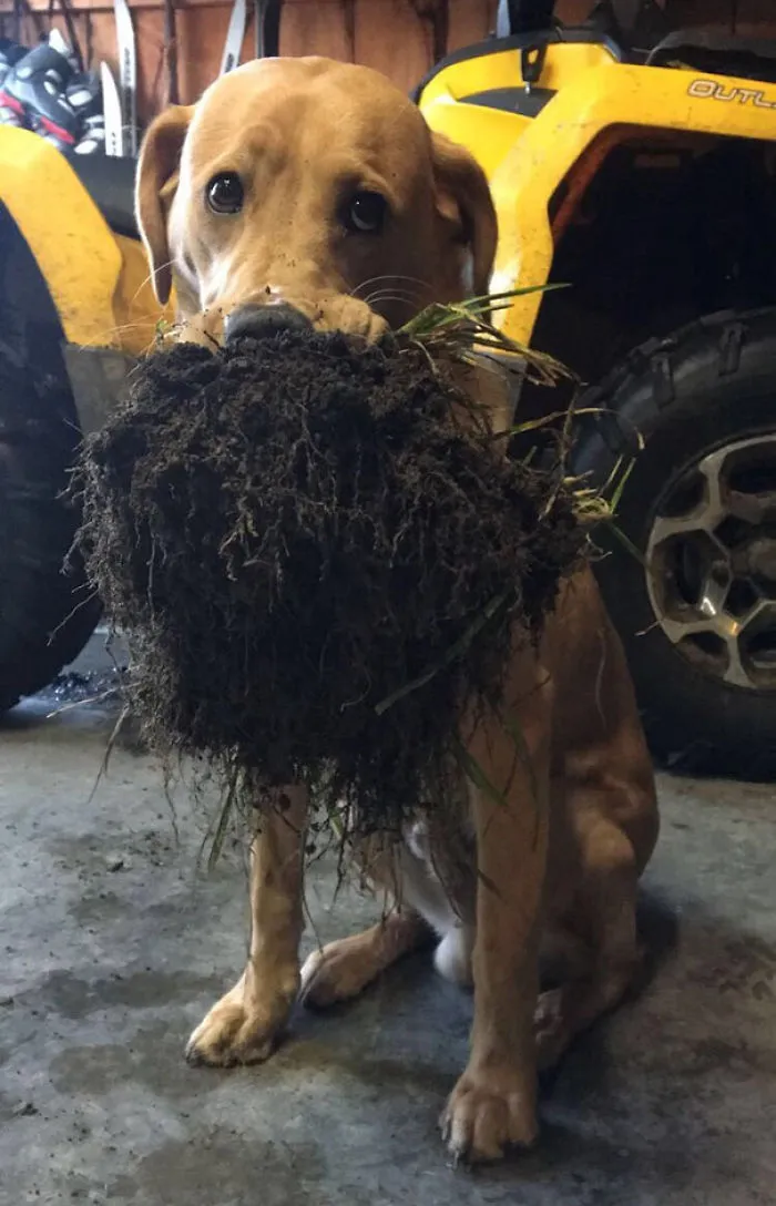My Dog Brought Me Some Dirt Today