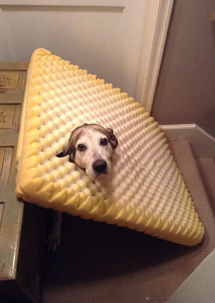 Found My Dog Like This, She Ate Through Her Bed And Got Herself Caught