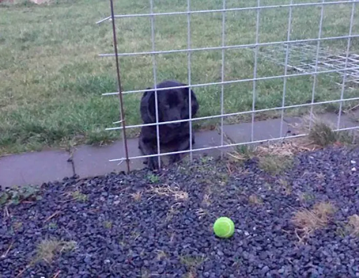 Came Home And Found My Dog Waiting Like This