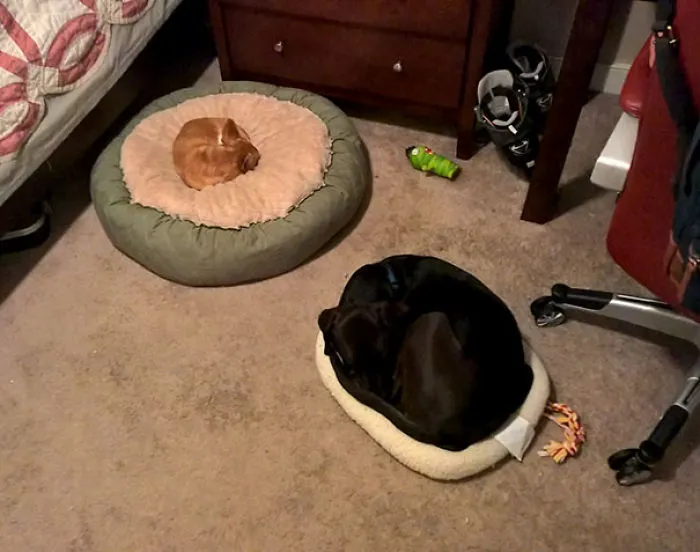 My Dogs Are Stupid