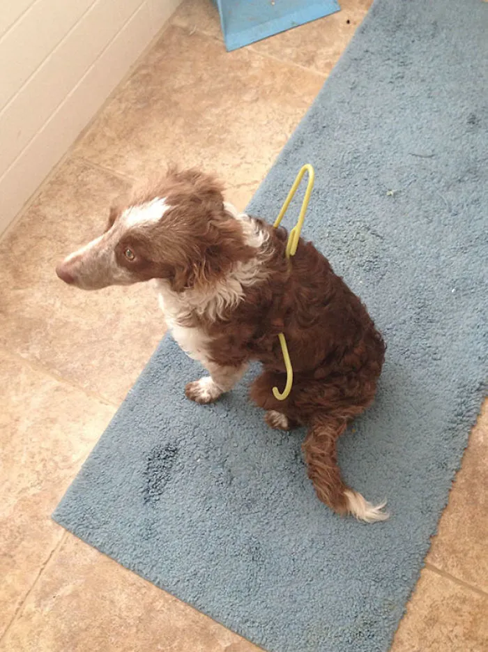 Get A Border Collie They Said, They're One Of The Smartest Breeds They Said