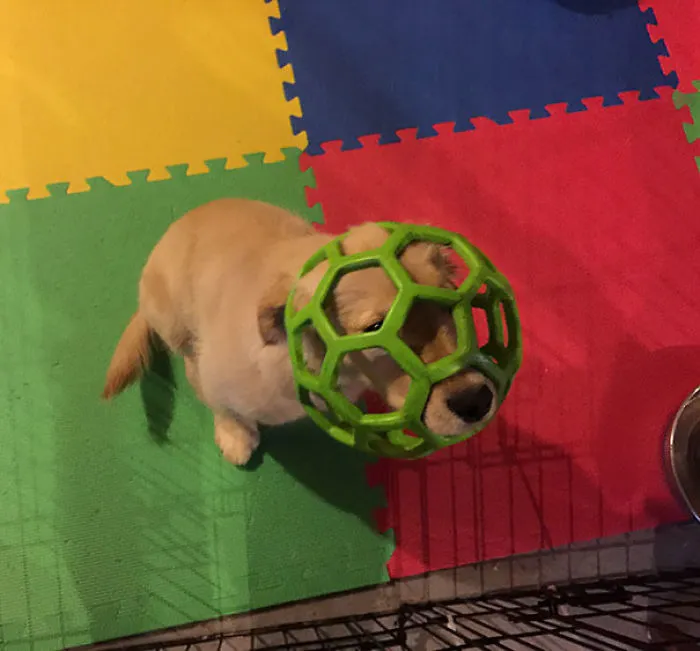 Golden Retriever Regrets