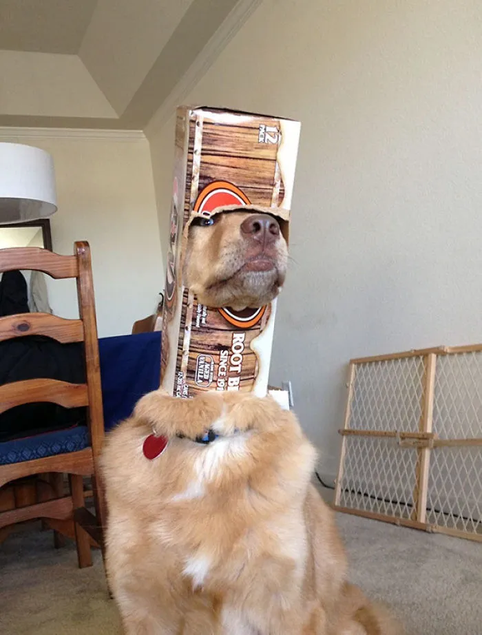 I Have No Words To Describe This. Except That My Dog Is The Greatest