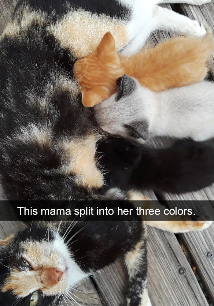 40 Hilarious Cat Snapchats That Will Leave You With The Biggest Smile