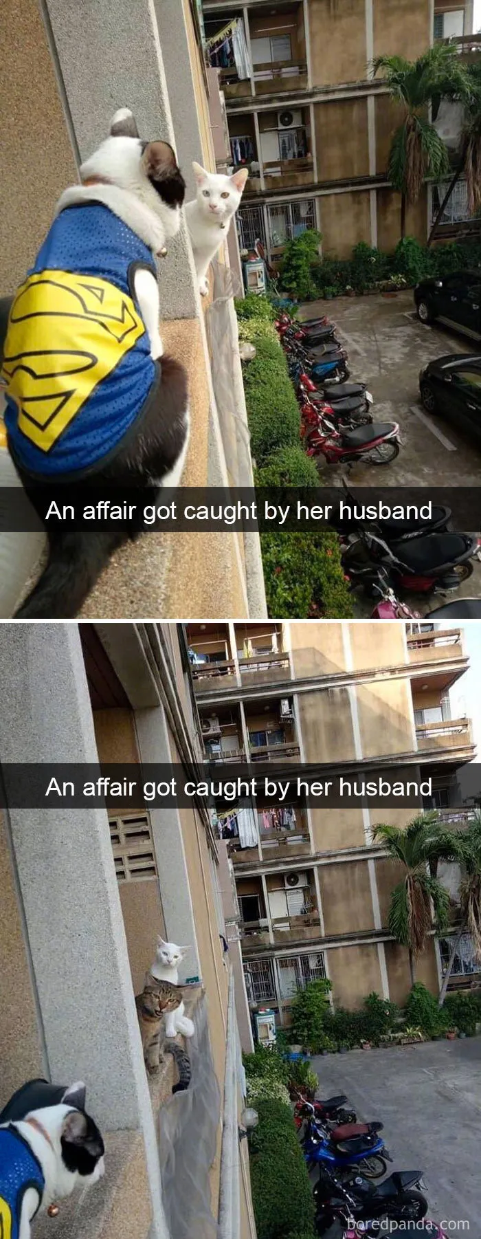 Funny Cat Pics