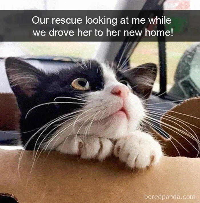 40 Hilarious Cat Snapchats That Will Leave You With The Biggest Smile