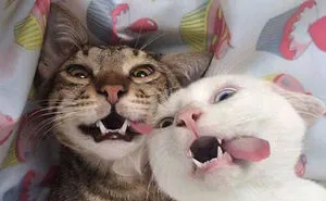 40 Hilarious Cat Snapchats That Will Leave You With The Biggest Smile